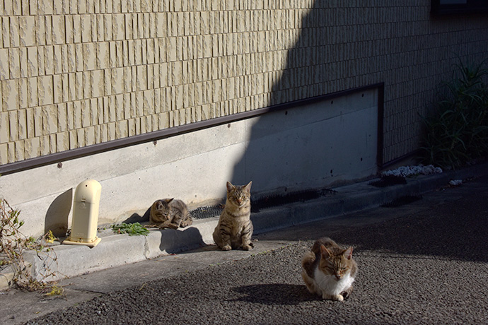 街のねこたち