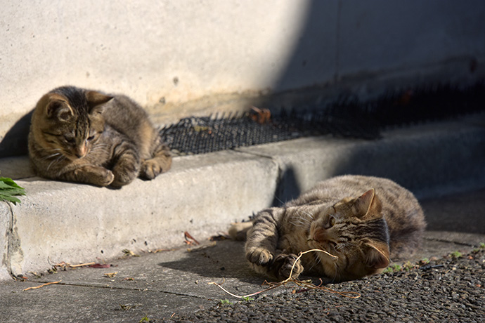 街のねこたち