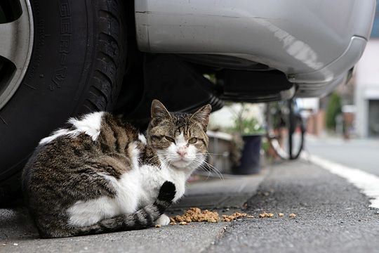 街のねこたち