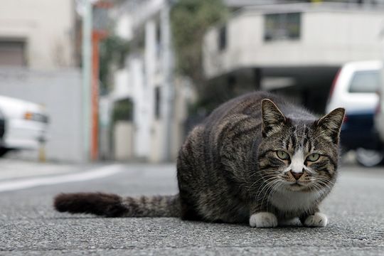 街のねこたち