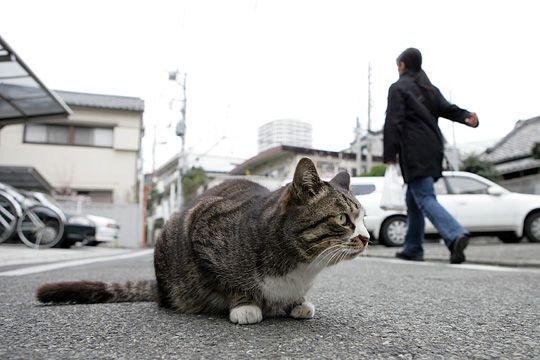 街のねこたち