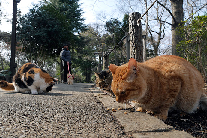 街のねこたち