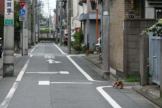 街のねこたち