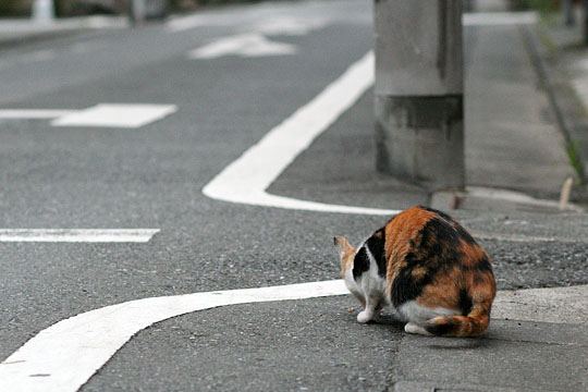 街のねこたち