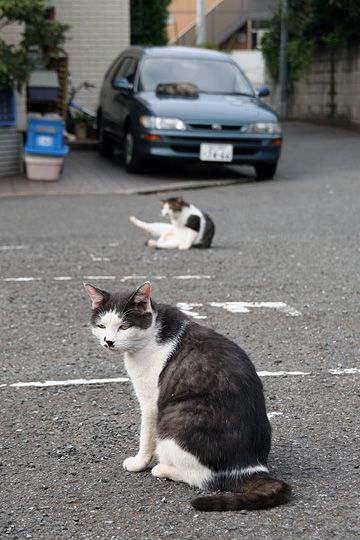 街のねこたち