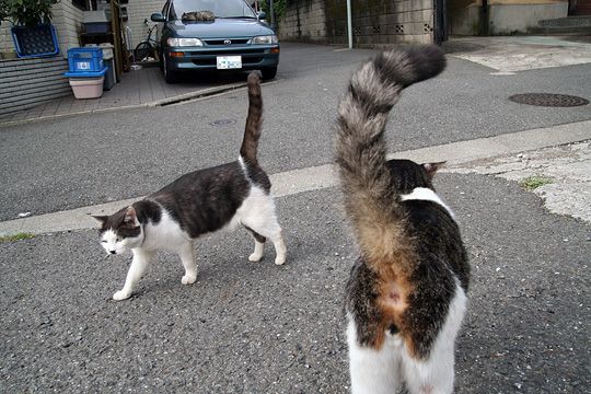 街のねこたち