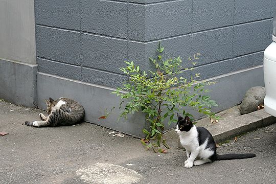 街のねこたち