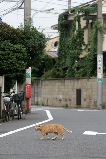 街のねこたち