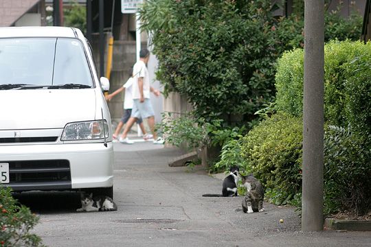 街のねこたち