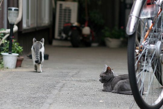 街のねこたち