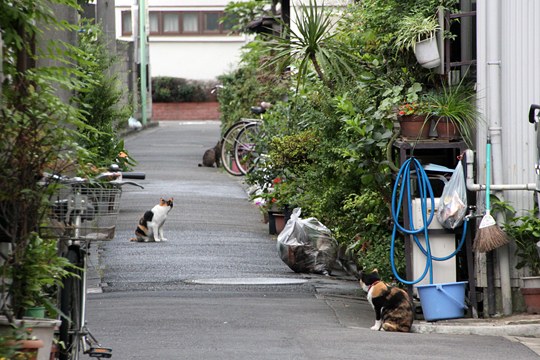 街のねこたち