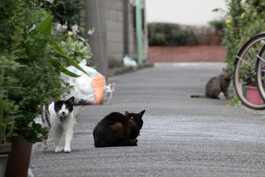 街のねこたち