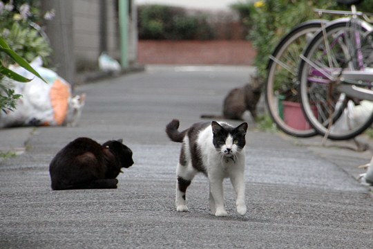 街のねこたち