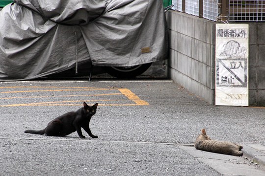 街のねこたち