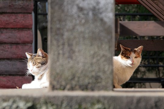 街のねこたち
