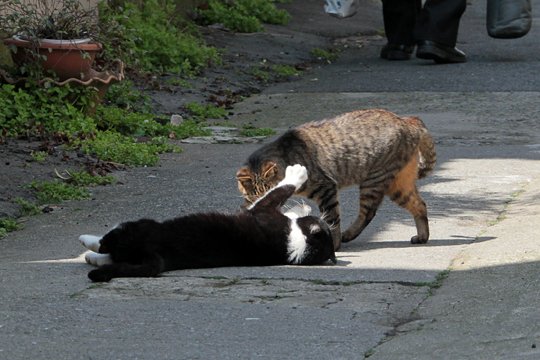 街のねこたち