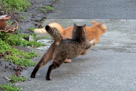 街のねこたち