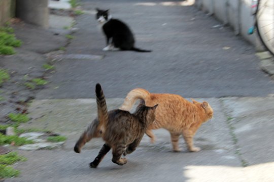 街のねこたち