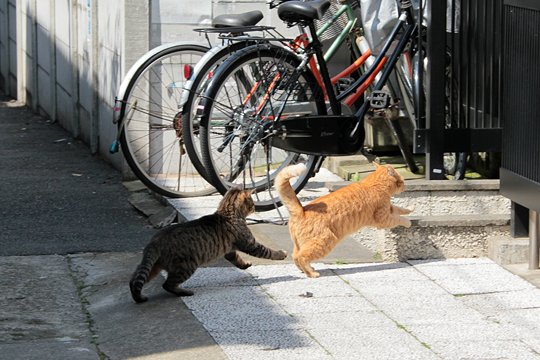 街のねこたち