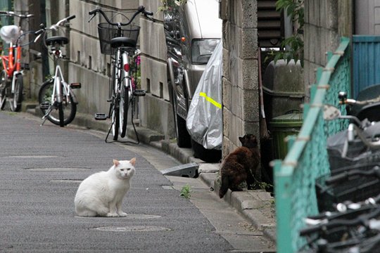 街のねこたち