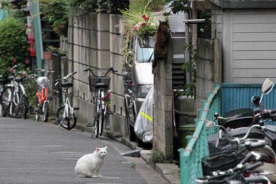 街のねこたち