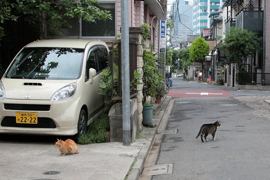 街のねこたち