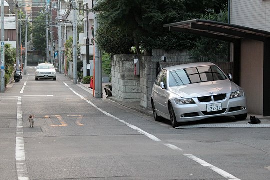 街のねこたち