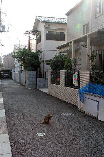 街のねこたち