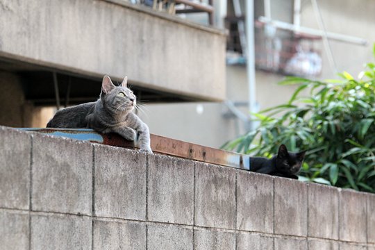 街のねこたち