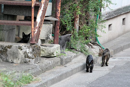 街のねこたち