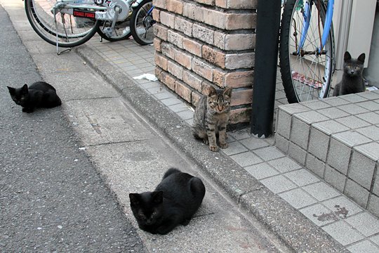 街のねこたち