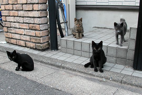 街のねこたち