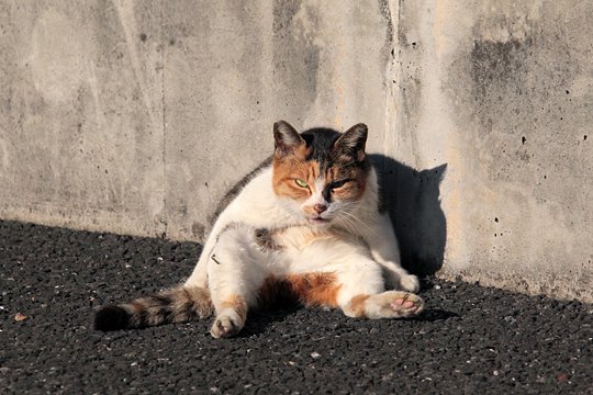 街のねこたち