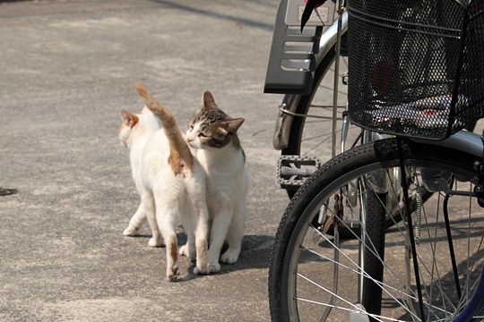 街のねこたち