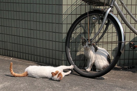 街のねこたち