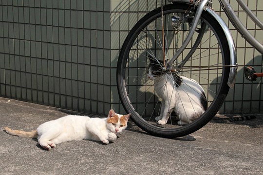 街のねこたち