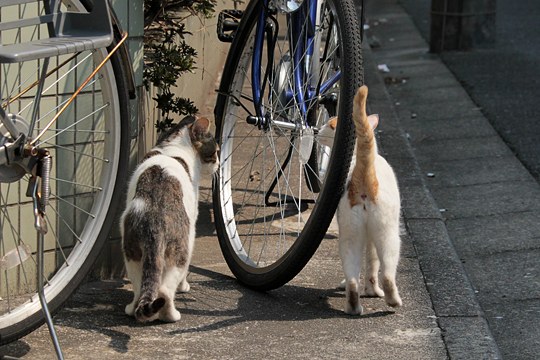 街のねこたち