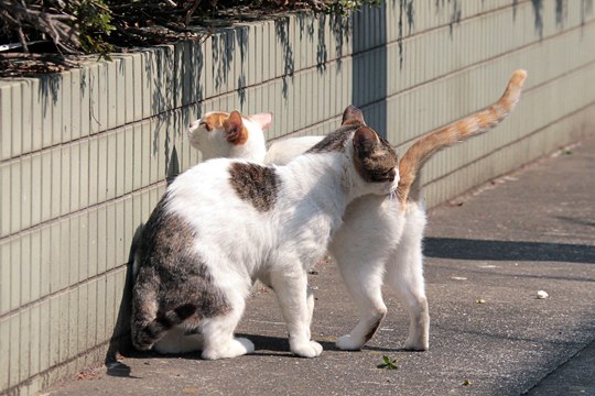 街のねこたち