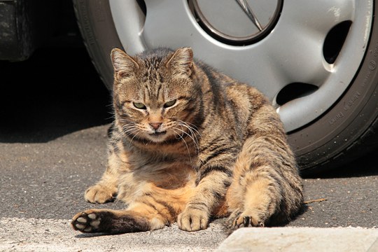 街のねこたち