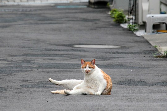 街のねこたち