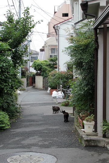 街のねこたち