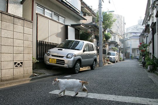 街のねこたち