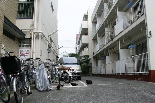 街のねこたち