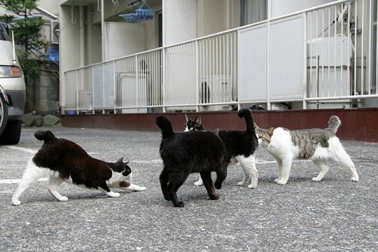 街のねこたち