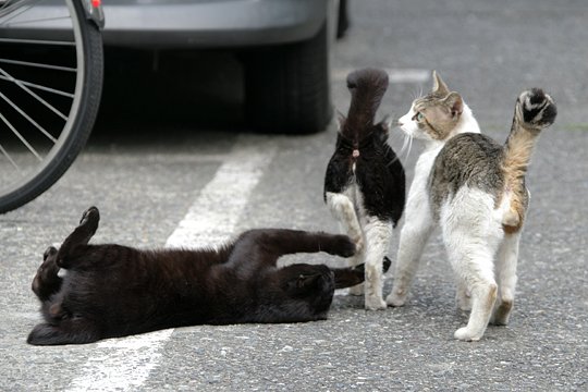 街のねこたち