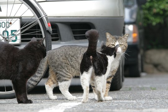 街のねこたち