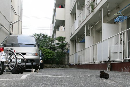 街のねこたち