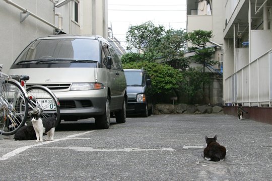 街のねこたち