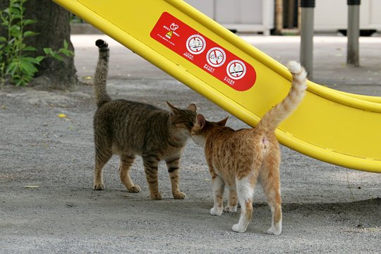 街のねこたち