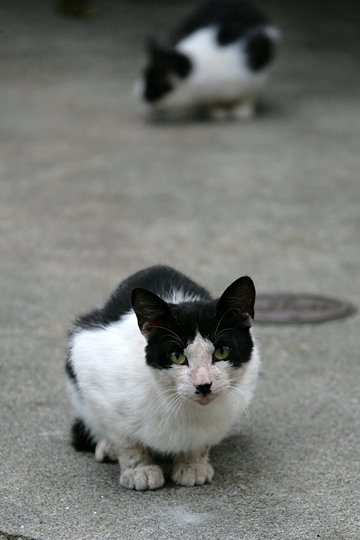 街のねこたち